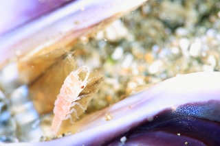 「ソメワケウミクワガタ」のサムネイル画像