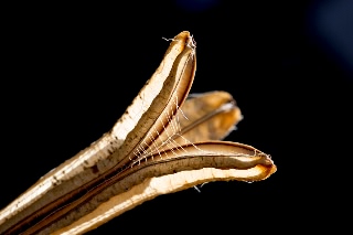 「ユリの仲間」のサムネイル画像