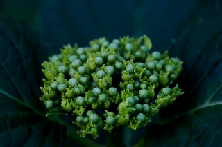 「アジサイ」のサムネイル画像