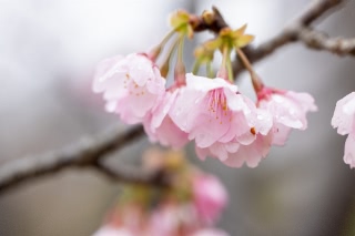 「アタミザクラ」のサムネイル画像