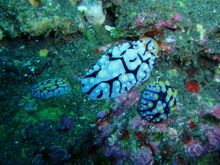 「タマゴイロイボウミウシ(フリエリイボウミウシ)」のサムネイル画像