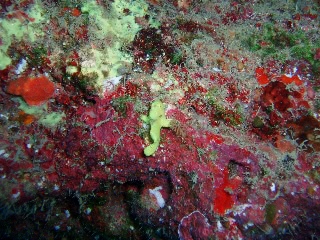 「イザリウオ(カエルアンコウ)」のサムネイル画像