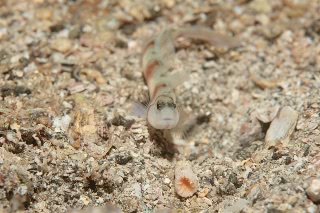 「ダテハゼ」のサムネイル画像