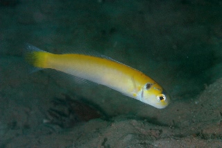 「yellow tilefish(イエロータイルフィッシュ)」のサムネイル画像