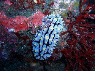 「タテヒダイボウミウシ(ラドマンイボウミウシ)」のサムネイル画像