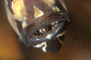 「アマノガワテンジクダイ(バンガイ・カーディナルフィッシュ,banggai cardinalfish)」のサムネイル画像