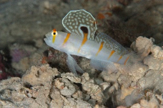 「ニチリンダテハゼ(Randall's prawn-goby)」のサムネイル画像