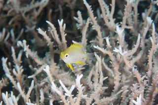 「イエローリップダムセル (yellow rip damsel)」のサムネイル画像