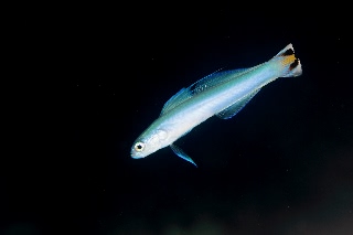 「スミレハナハゼ(Faldtail dart-goby,Flagtail dartfish,フラッグテールダートゴビー)」のサムネイル画像