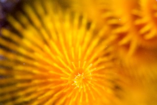 「イバラカンザシ(Christmas tree worm)」のサムネイル画像