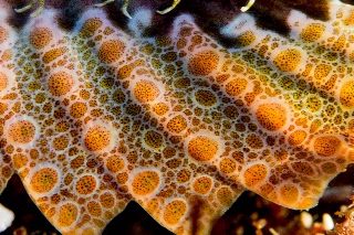 「オニカジカ」のサムネイル画像