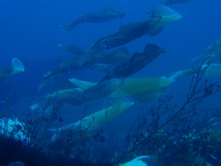 「ただいま混み合っております。」のサムネイル画像