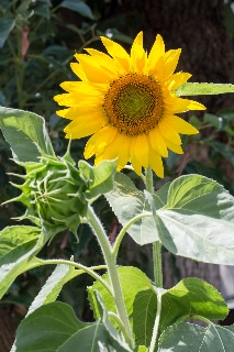 「ヒマワリ」のサムネイル画像