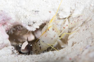 「ブトウテッポウエビ」のサムネイル画像