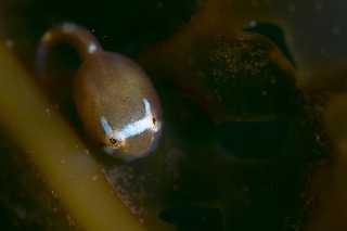 「ホテイウオ(ゴッコ)」のサムネイル画像