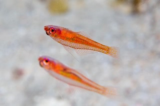 「オヨギベニハゼ(Cave dwarfgoby)」のサムネイル画像