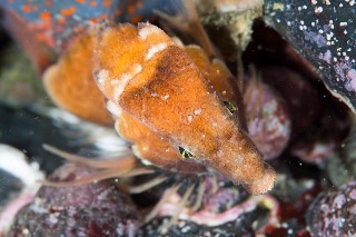 「クチバシカジカ(Grunt Sculpin)」のサムネイル画像