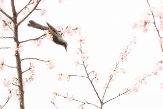 「アタミザクラ」のサムネイル画像