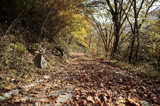 「遊歩道」のサムネイル画像