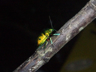 「ナナホシキンカメムシ」のサムネイル画像