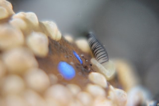 「ミヤコウミウシ」のサムネイル画像