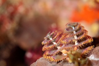 「イバラカンザシ(Christmas tree worm)」のサムネイル画像