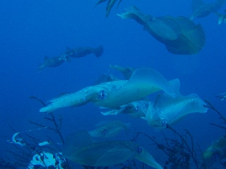 「アオリイカ(Bigfin Reef Squid)」のサムネイル画像