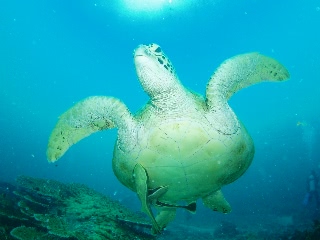 「アオウミガメ(Green turtle)」のサムネイル画像