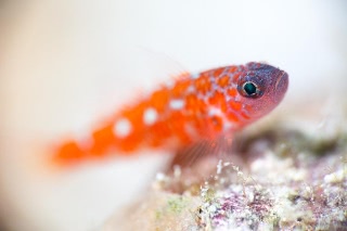 「チゴベニハゼ(Red Pygmy-goby)」のサムネイル画像