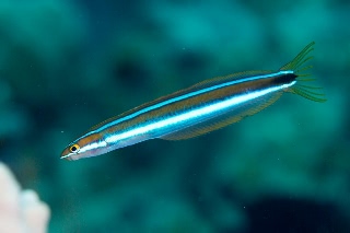 「ミナミギンポ(Tube-worm Blenny)」のサムネイル画像