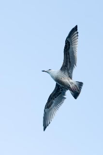 「セグロカモメ」のサムネイル画像