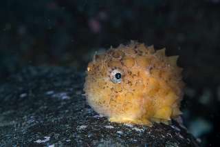 「ナメダンゴ」のサムネイル画像