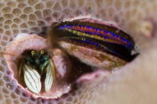 「カンザシヤドカリ(Coral Hermit Crab)」のサムネイル画像
