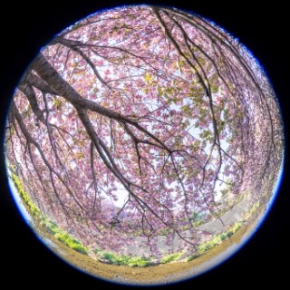 「ヤエザクラ」のサムネイル画像