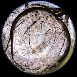 「ソメイヨシノ(染井吉野)」のサムネイル画像