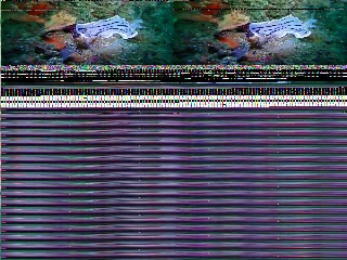 「ヤドカリの仲間」のサムネイル画像