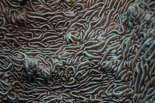 「サンゴの仲間」のサムネイル画像