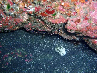「オトヒメエビ(Banded boxer shrimp)」のサムネイル画像