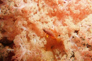 「メバル」のサムネイル画像