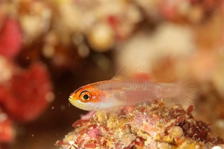 「sharp-eye pygmy-goby」のサムネイル画像