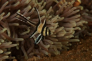 「アマノガワテンジクダイ(バンガイ・カーディナルフィッシュ,banggai cardinalfish)」のサムネイル画像