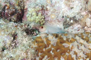 「無題」のサムネイル画像