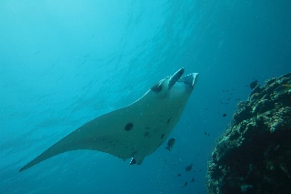 「ナンヨウマンタ」のサムネイル画像