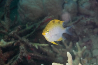 「イエローリップダムセル (yellow rip damsel)」のサムネイル画像