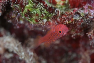 「オキナワベニハゼ」のサムネイル画像