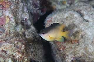 「クロソラスズメダイ」のサムネイル画像