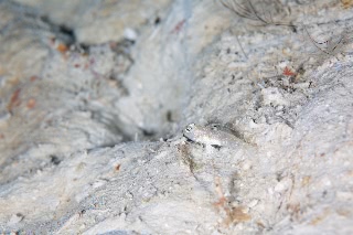 「ピンコハゼ」のサムネイル画像