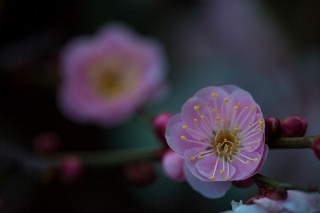 「ウメ」のサムネイル画像