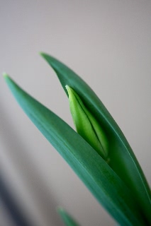 「チューリップ」のサムネイル画像