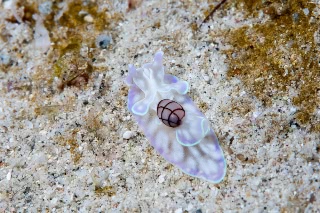 「コンシボリガイ」のサムネイル画像